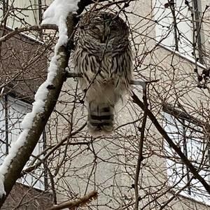 Meet your Posher, Devon